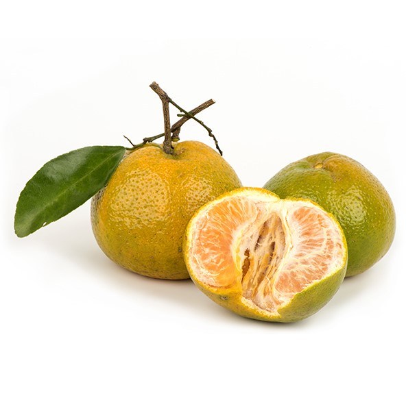 Mandarina