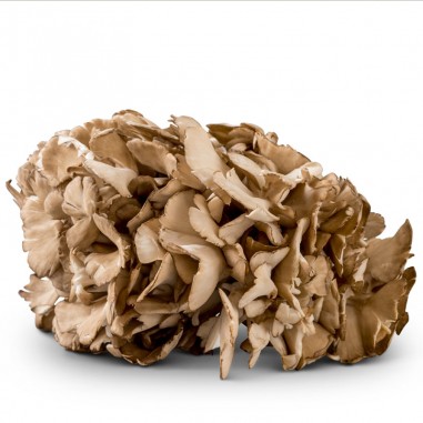 Bolet Maitake "Girgola de castanyer"