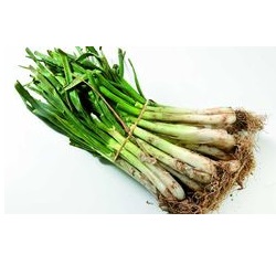 Calçots manat 25u