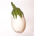 Albergínia blanca