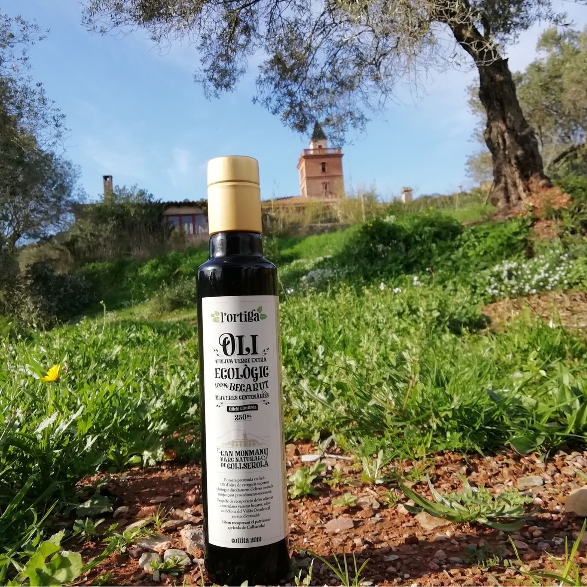Oli d'oliveres "Becarut" centenàries 250ml