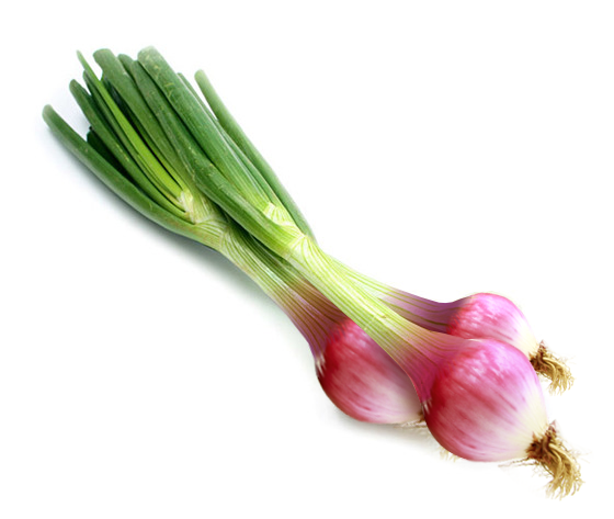 Ceba tendra morada manat